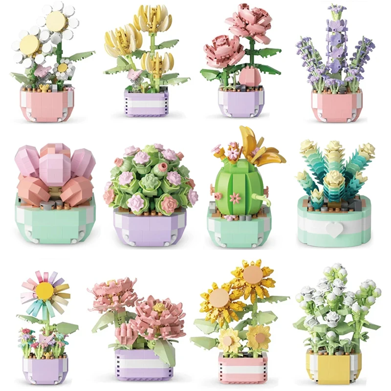Flower Succulents Building Blo - Echeveria Succulent avis et prix