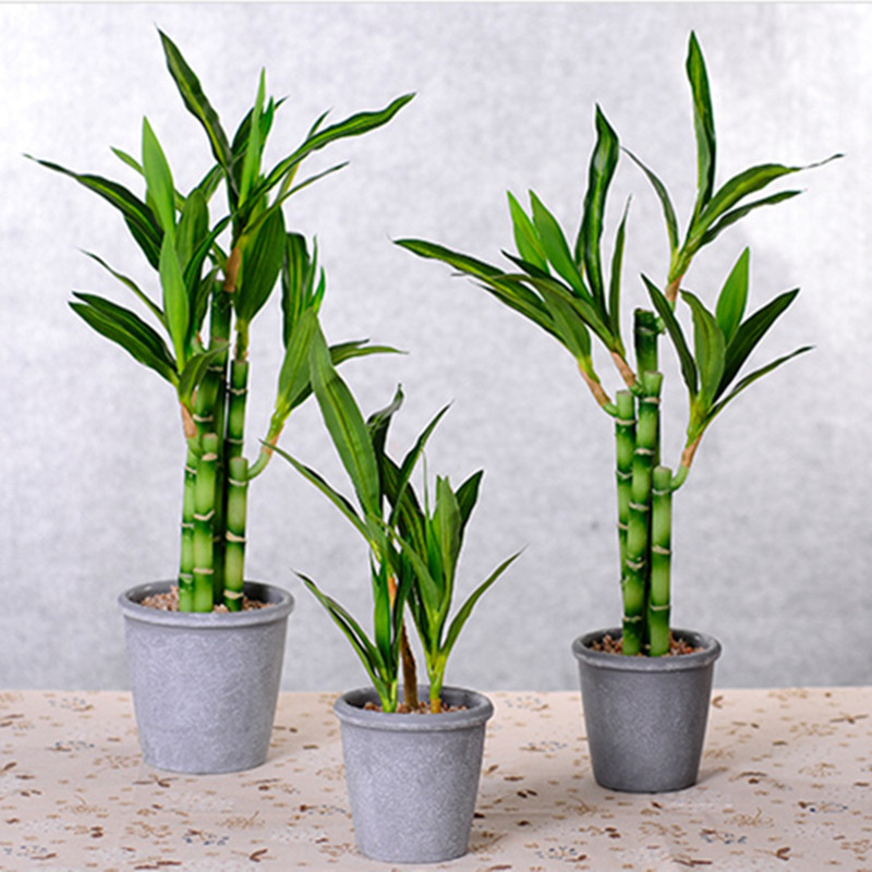 New 40cm rFtificial Lucky Bamb - Echeveria Succulent avis et prix