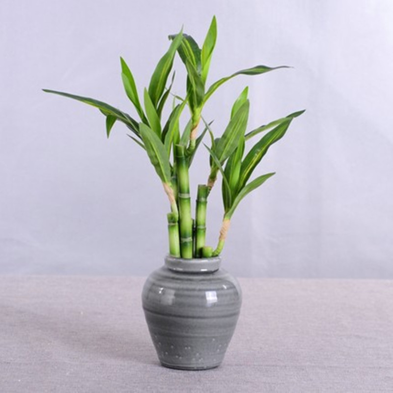 New 40cm rFtificial Lucky Bamb - Echeveria Succulent avis et prix