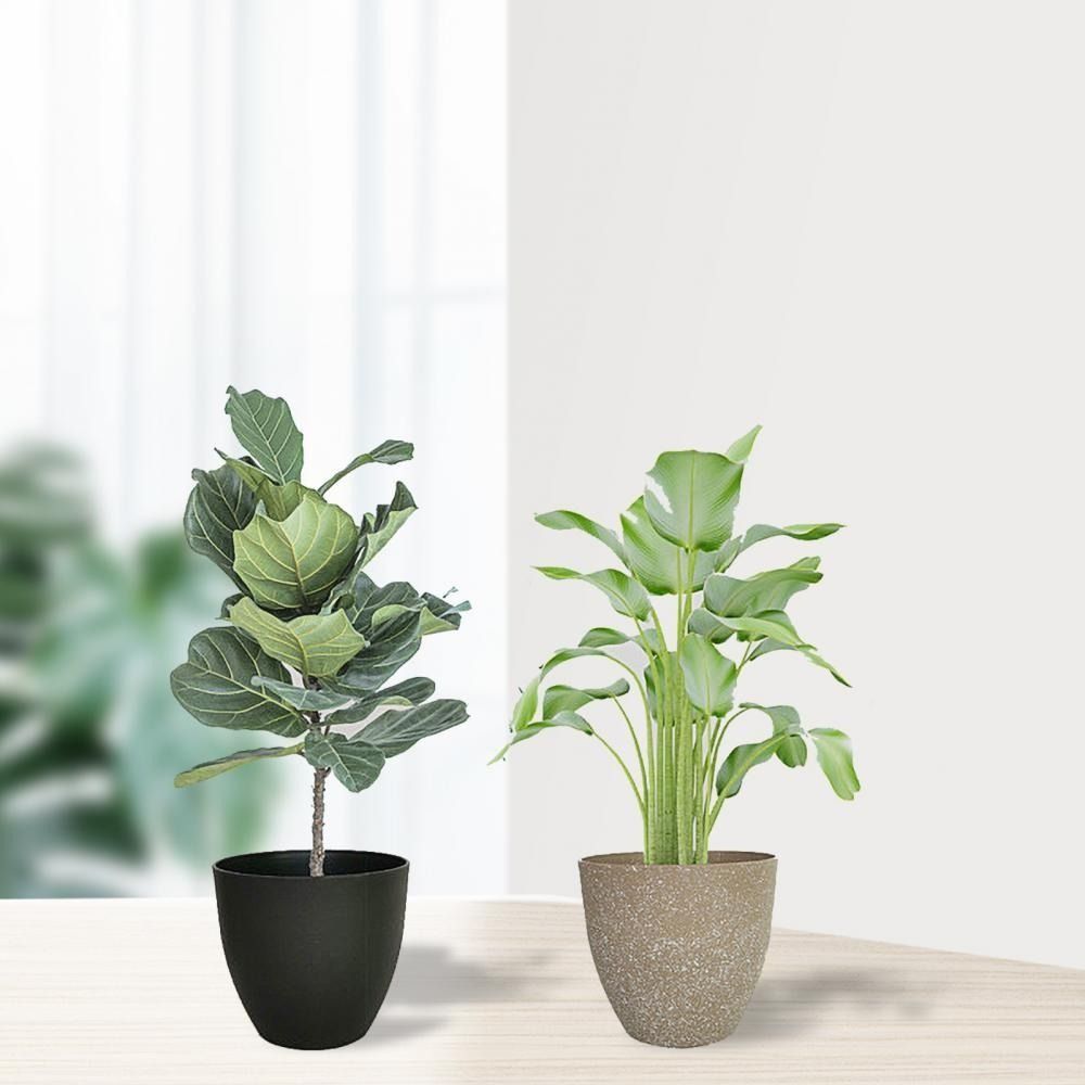 Frosted Imitation Stone Flower - Aloe Vera Pot avis et prix