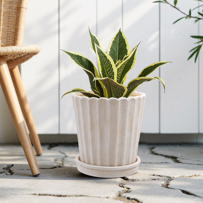 8 Inch Shell Planter Cream Cer - Aloe Vera Pot avis et prix