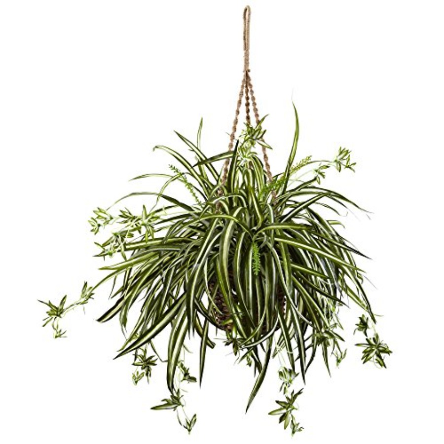 Spider Plant Hanging Basket - Spider Plant Hanging avis et prix
