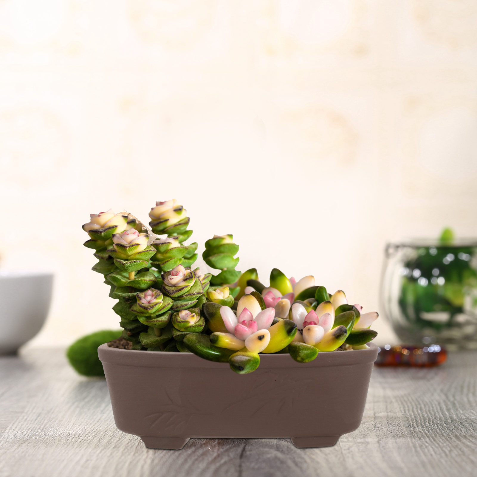 Handmade Vintage Style Clay Te - Pilea Peperomioides avis et prix