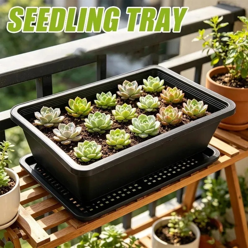 Succulent Plants Seedling Tray - Echeveria Succulent avis et prix