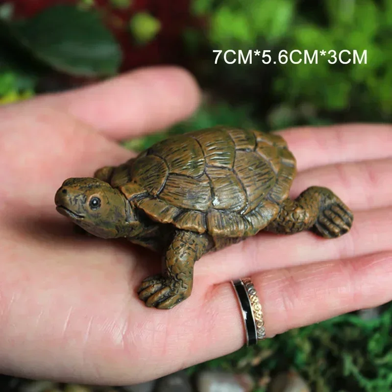 Simulation of Small Turtle Res - Echeveria Succulent avis et prix