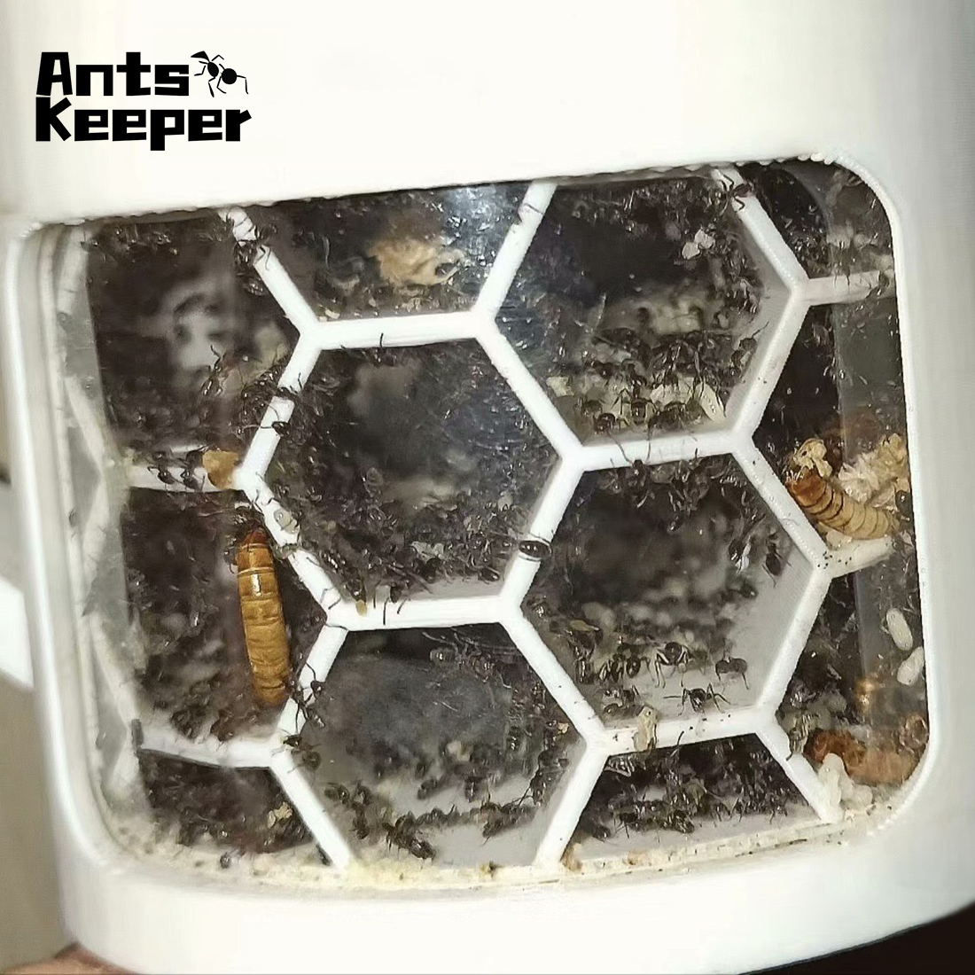 【Honeycomb】360 Degree Viewing  - Begonia Rex avis et prix