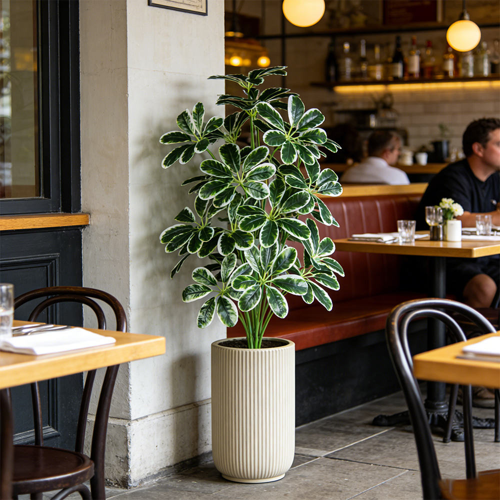 50-75cm Artifficial Maranta Pl - Dracaena Marginata avis et prix