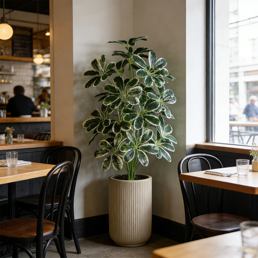 50-75cm Artifficial Maranta Pl - Dracaena Marginata avis et prix