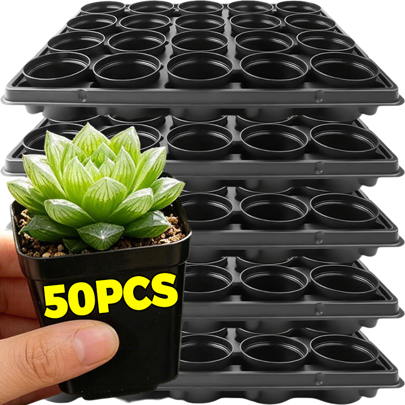 10/50Pcs Square Succulent Plas - Echeveria Succulent avis et prix