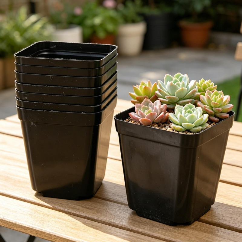 10/50Pcs Square Succulent Plas - Echeveria Succulent avis et prix