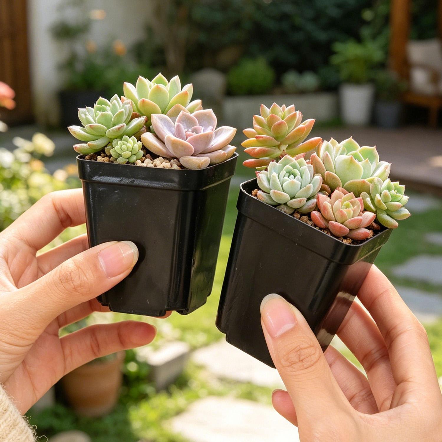 10/50Pcs Square Succulent Plas - Echeveria Succulent avis et prix