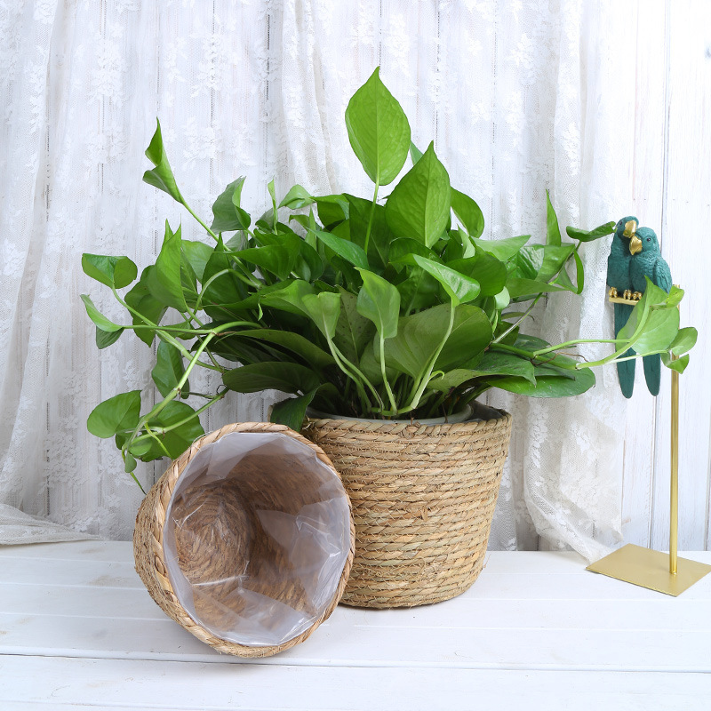 Straw Weaving Flower Plant Pot - Aloe Vera Pot avis et prix