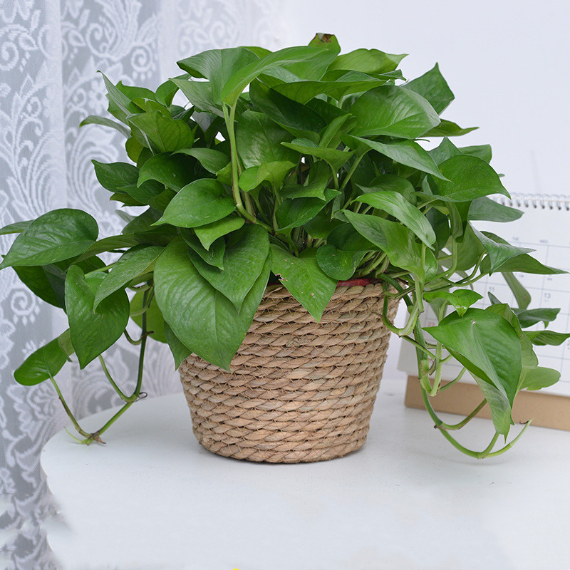 Straw Weaving Flower Plant Pot - Aloe Vera Pot avis et prix