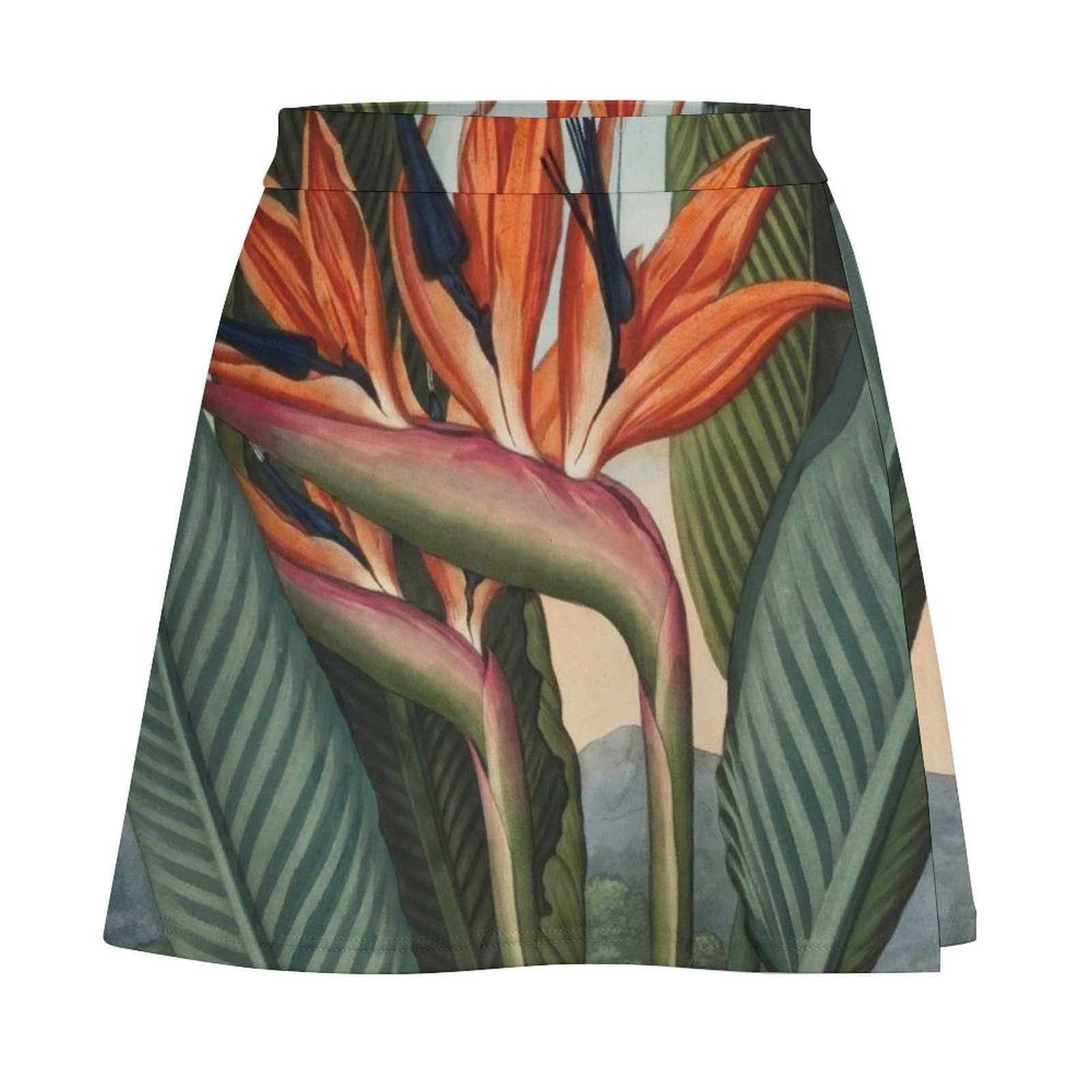Botanical illustration: Bird o - Bird Paradise Strelitzia avis et prix