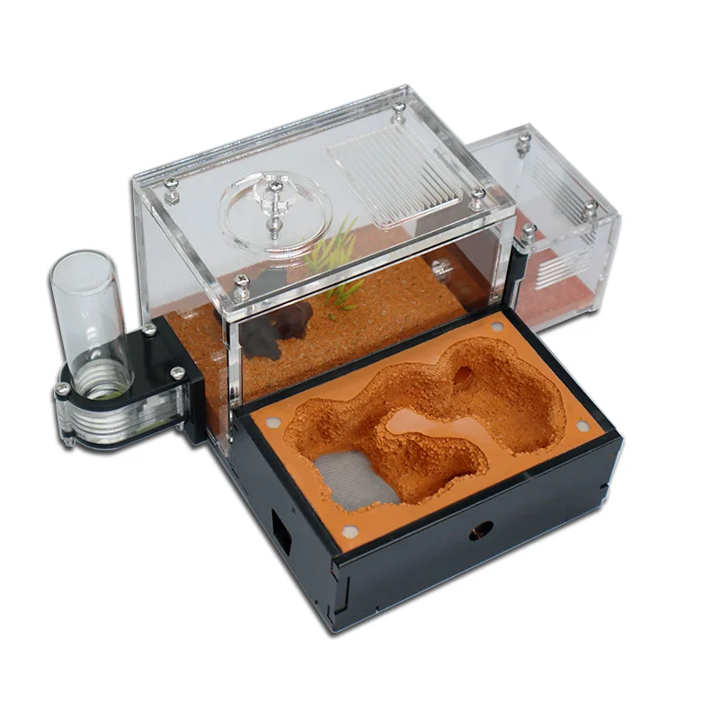 Yellow Soil Ant Farm with Exte - Begonia Rex avis et prix