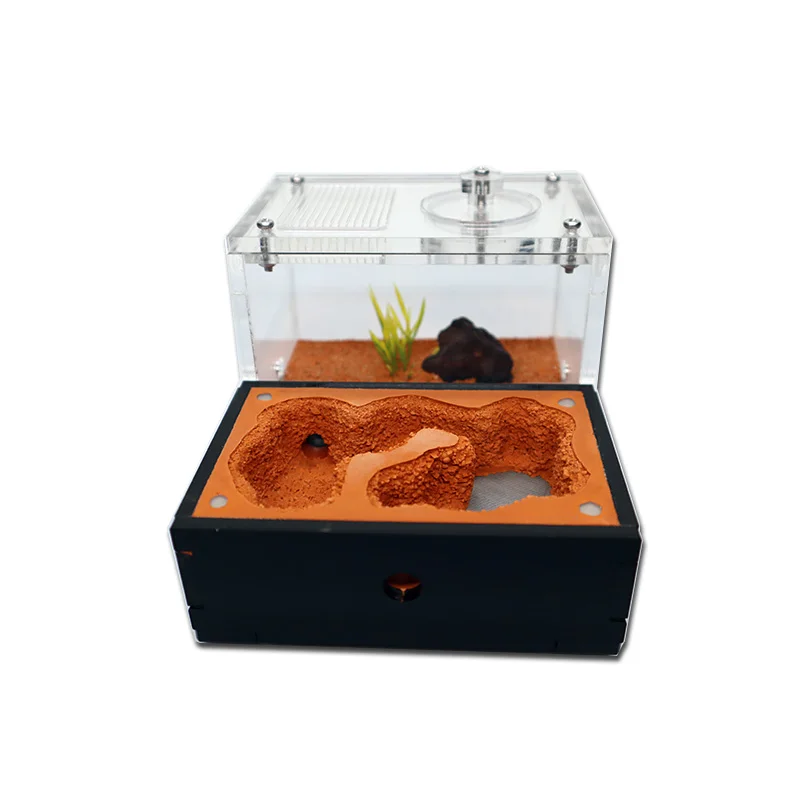 Yellow Soil Ant Farm with Exte - Begonia Rex avis et prix