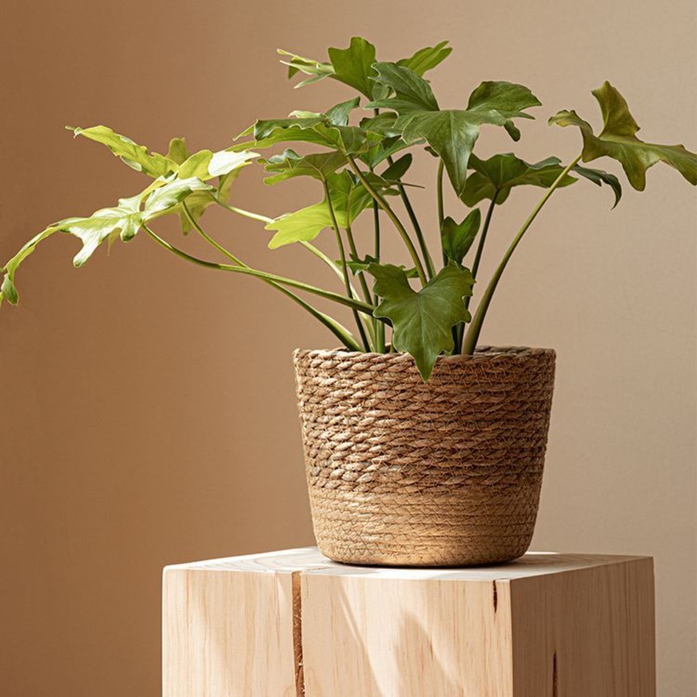 Straw Weaving Flower Plant Pot - Aloe Vera Pot avis et prix