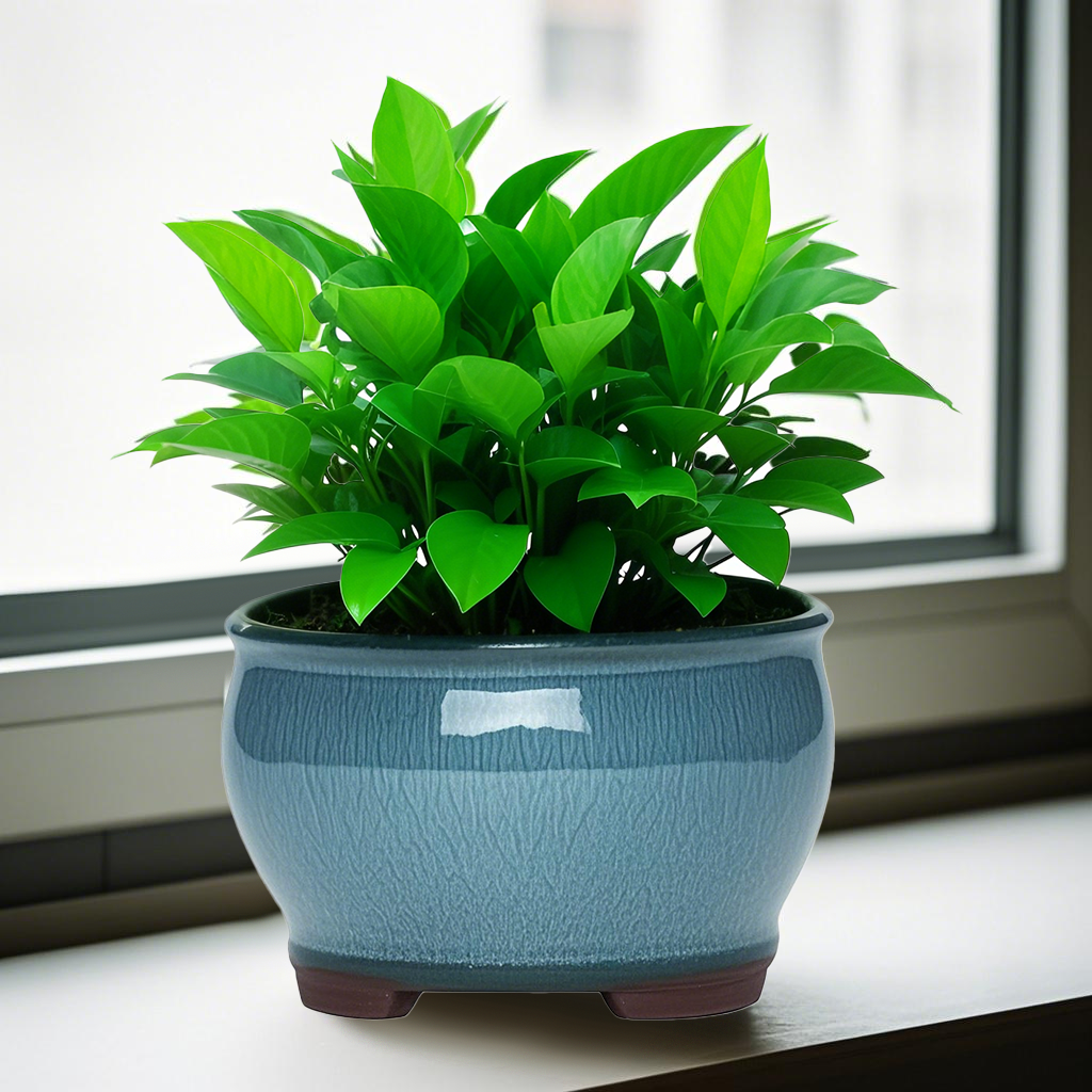 Ceramic Garden Planter Pots Ce - Aloe Vera Pot avis et prix
