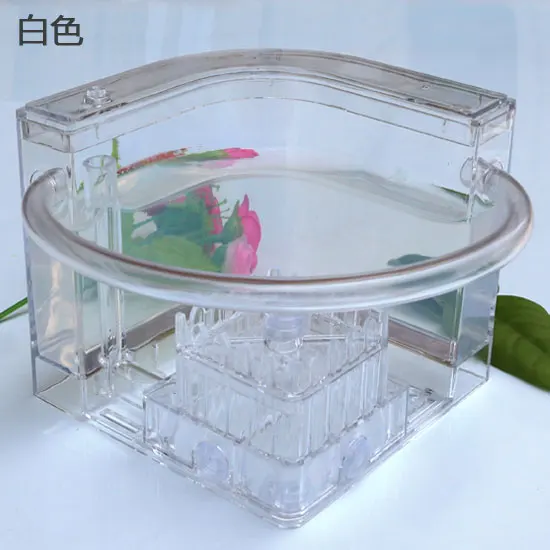 Ant Workshop Roller Coaster Ec - Begonia Rex avis et prix