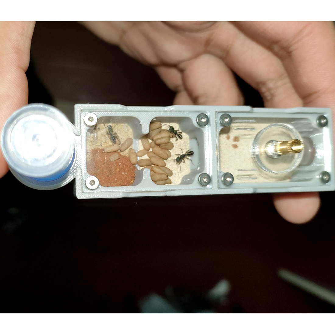 【Truck】Ant Farm for Ants keepe - Begonia Rex avis et prix